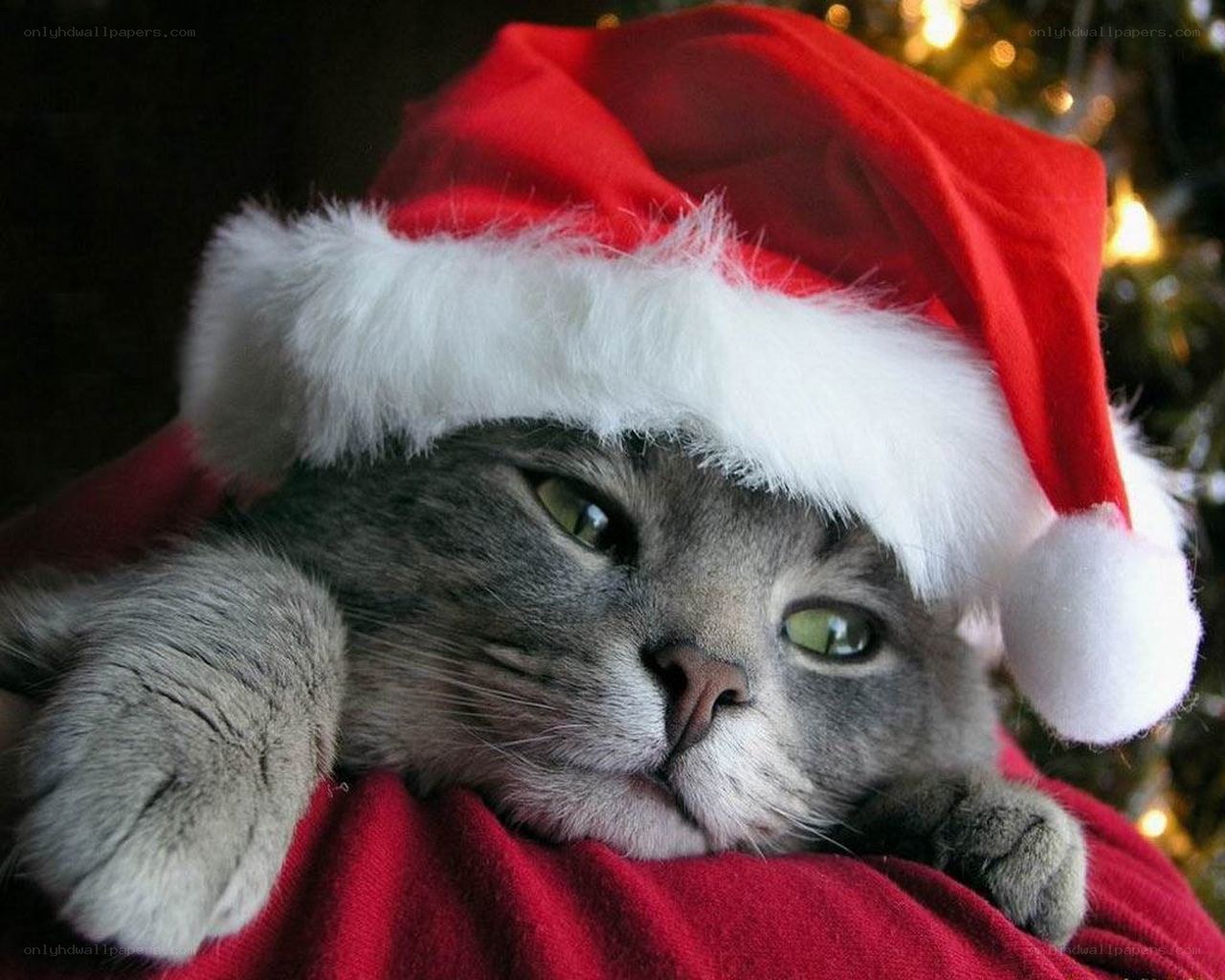 cat in santa hat