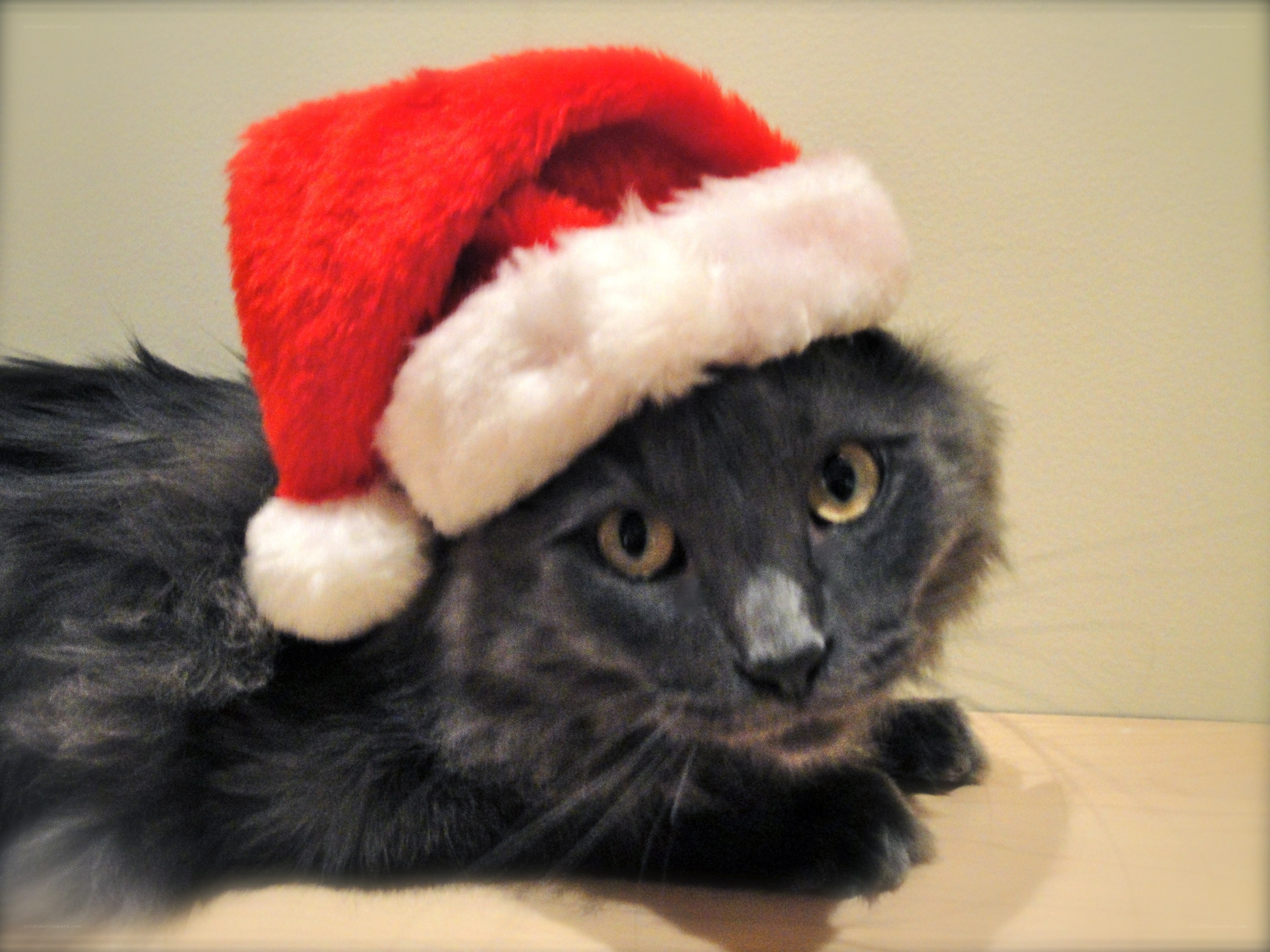 cat in santa hat