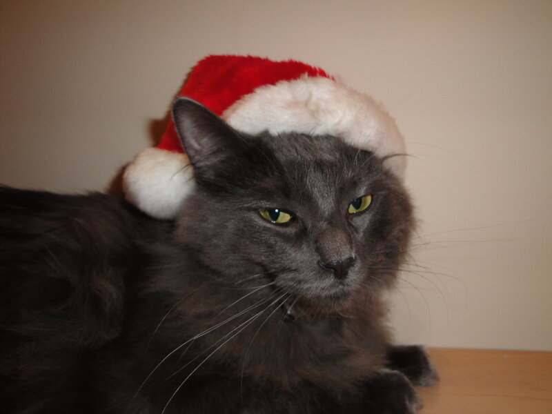 cat in santa hat