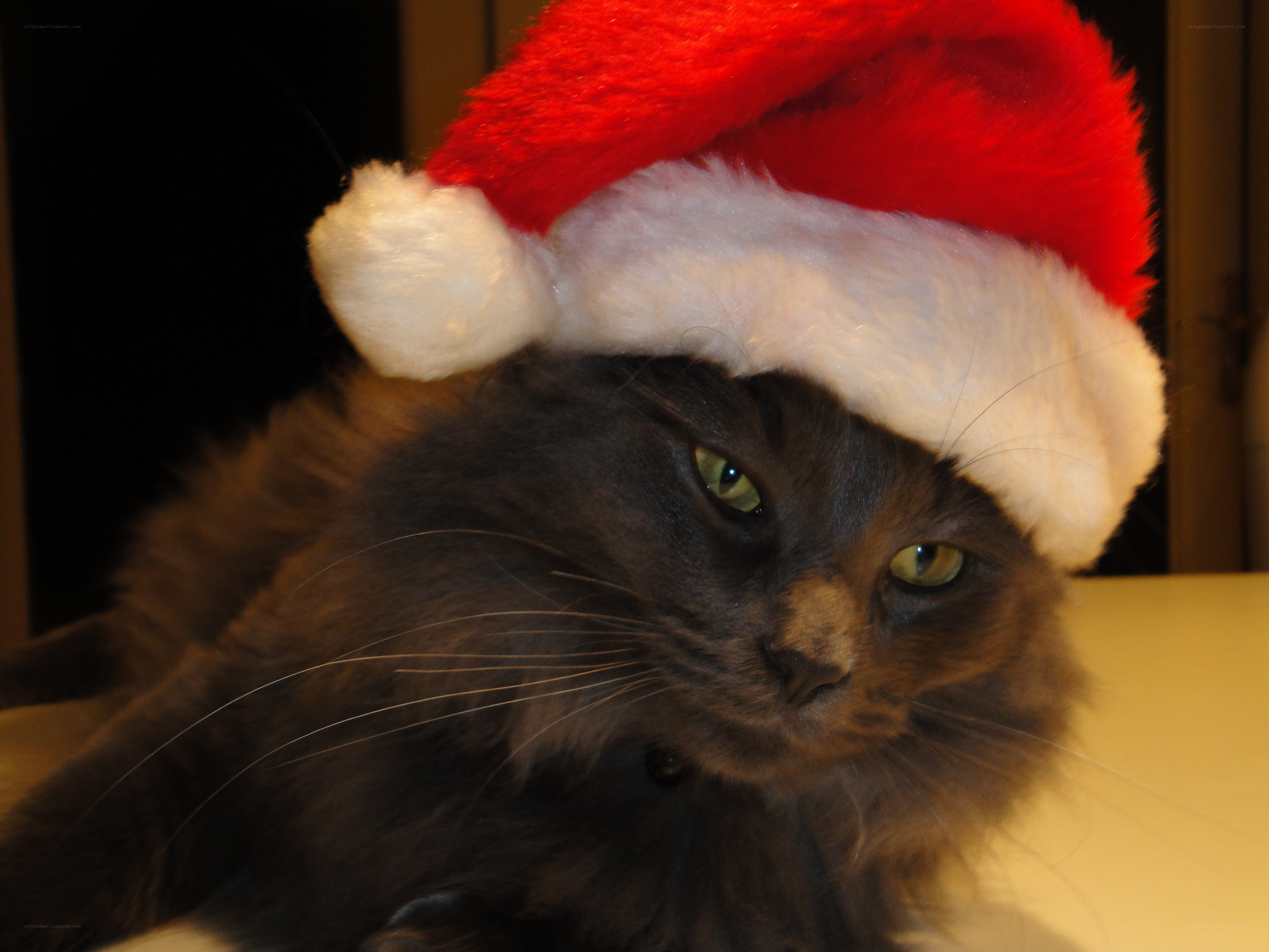cat in santa hat