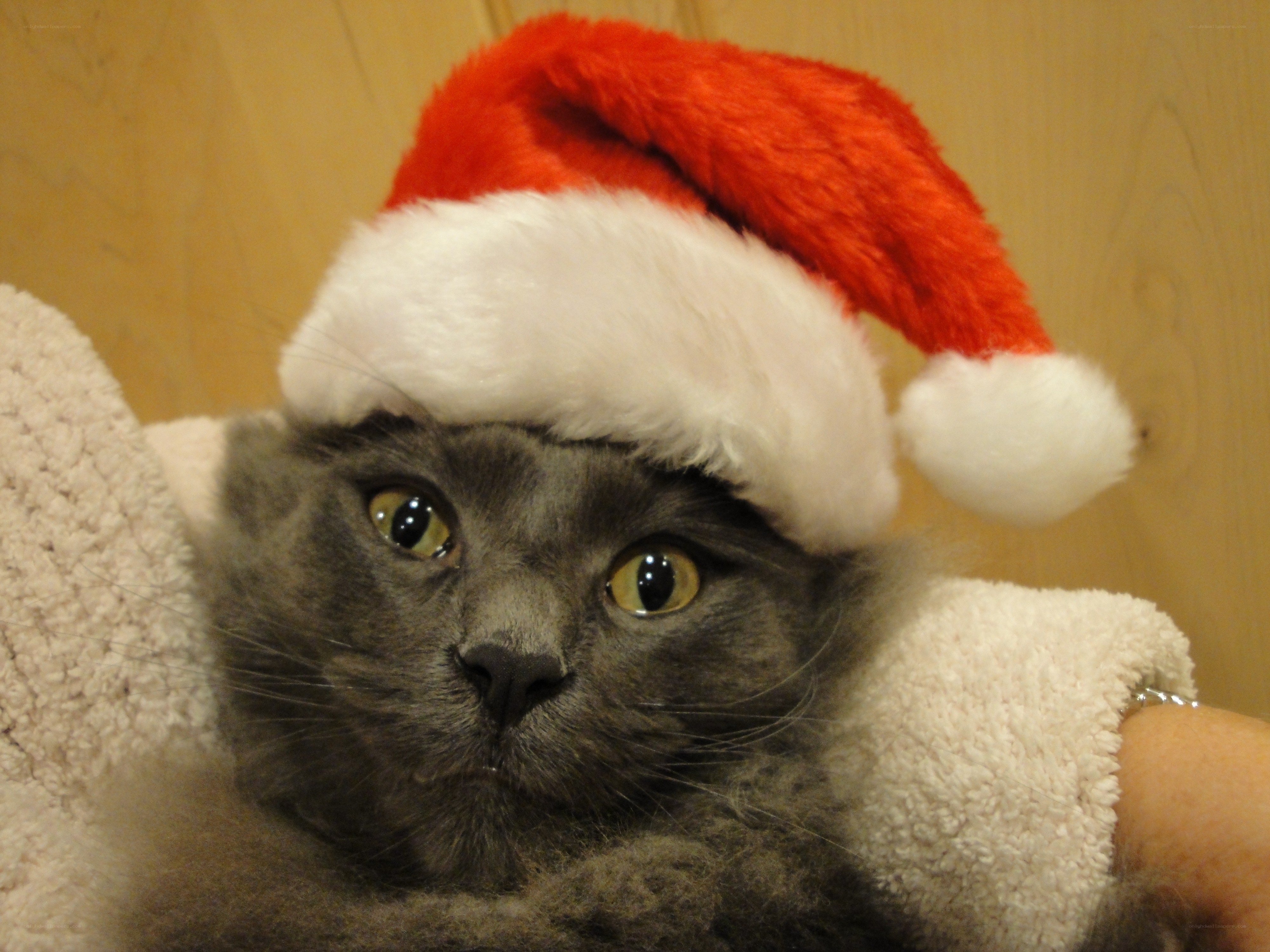 cat in santa hat