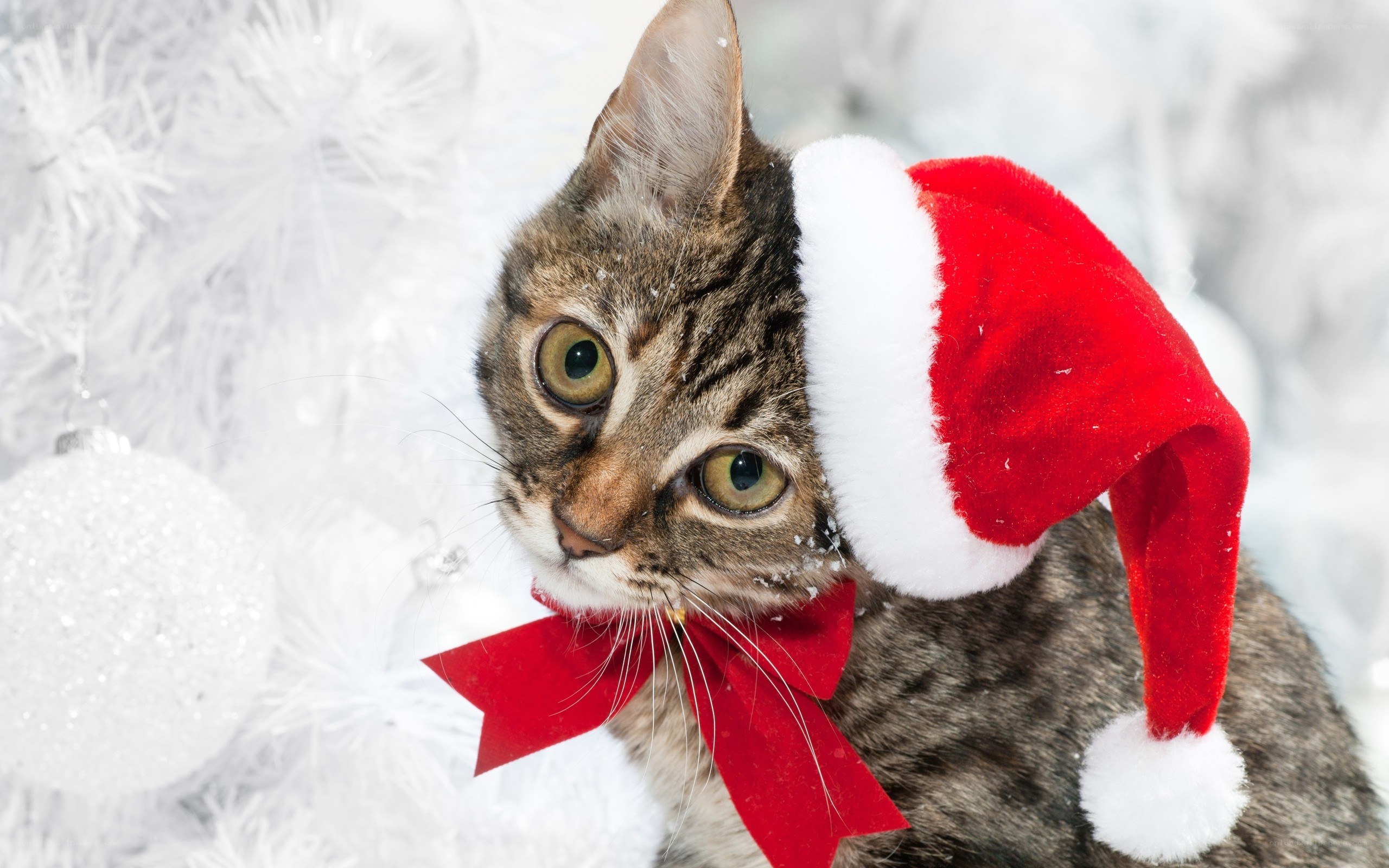 cat in santa hat