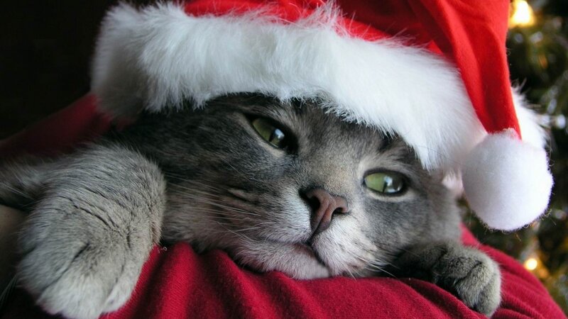 cat in santa hat