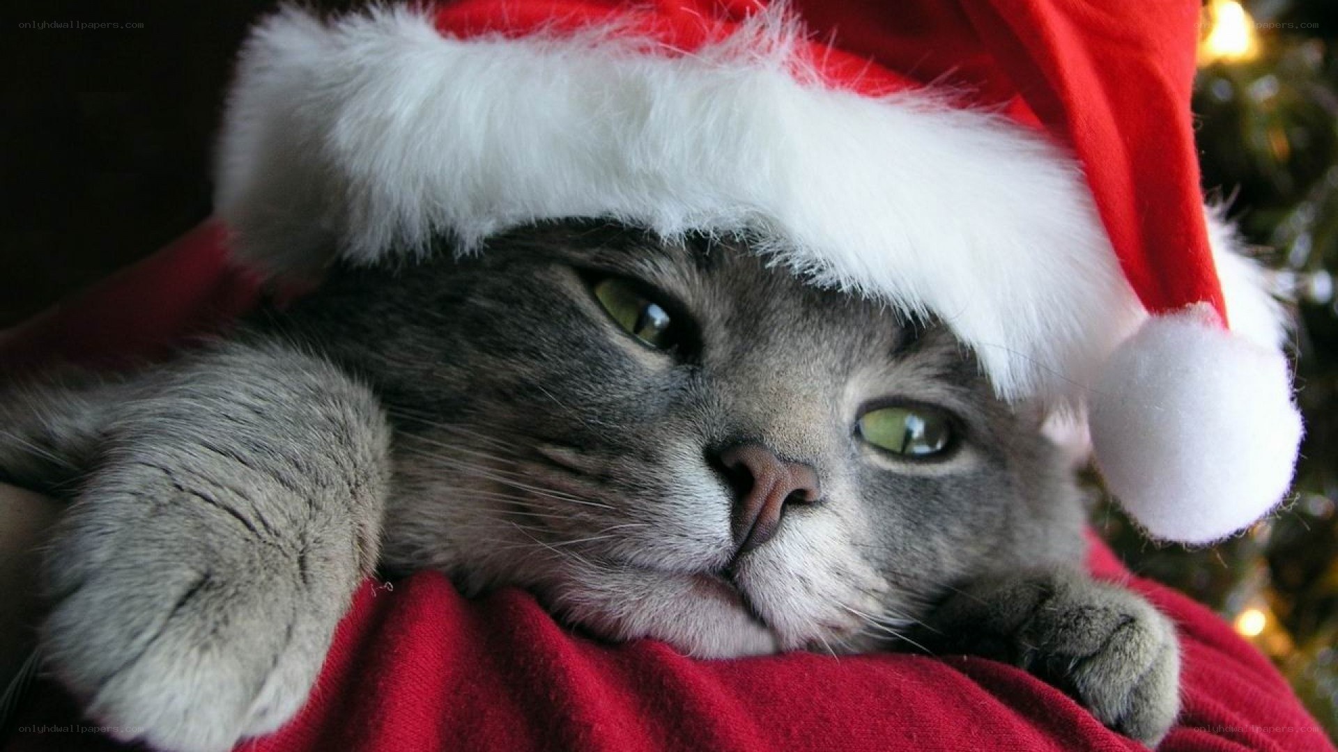 cat in santa hat