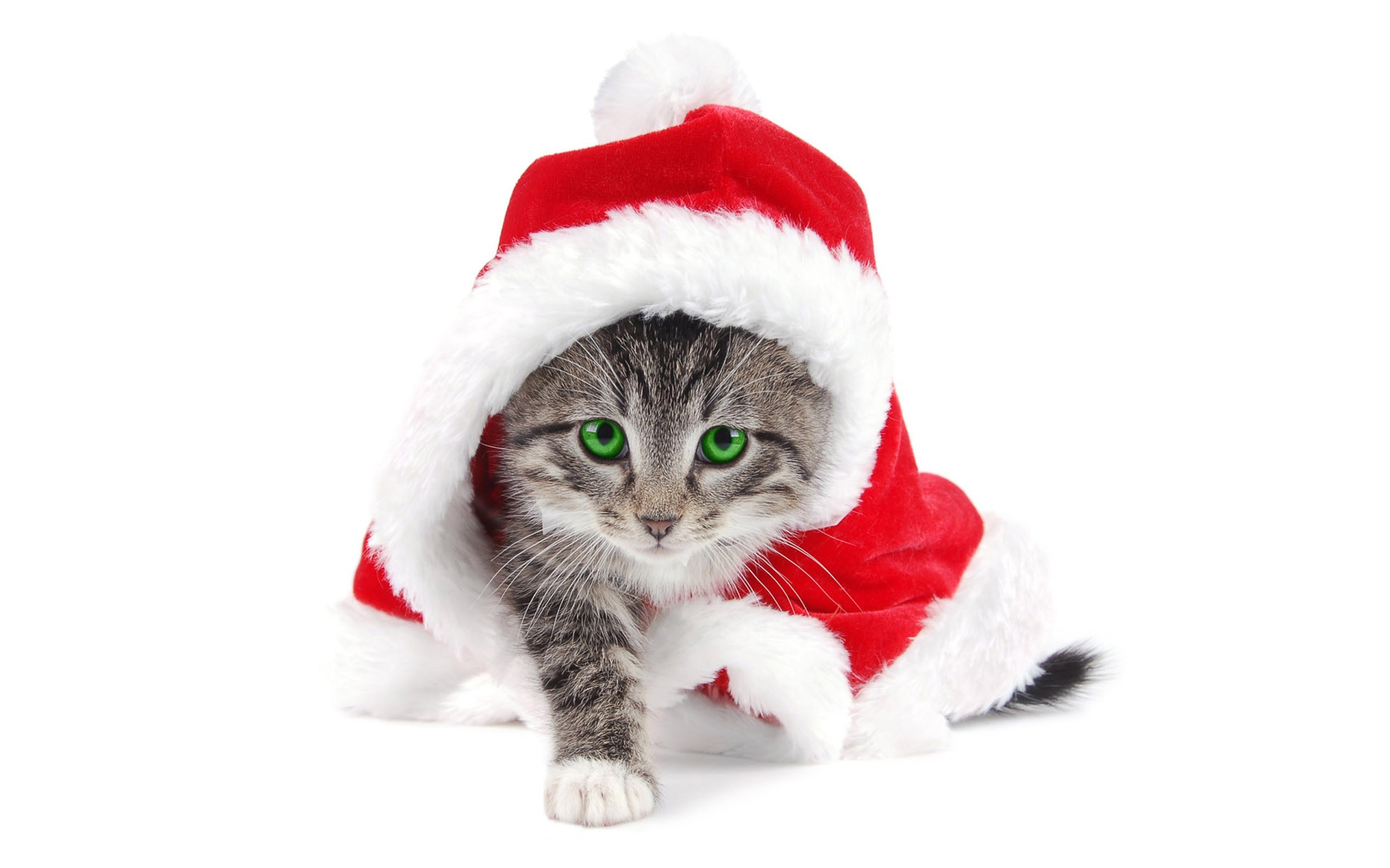 cat in santa hat