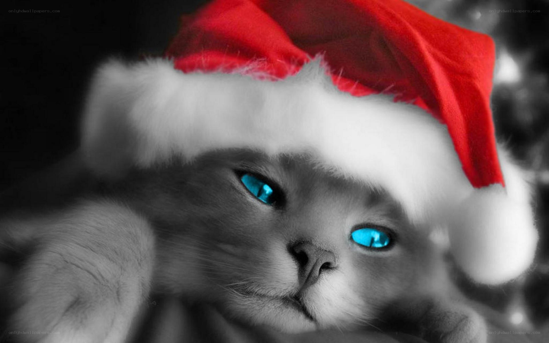 cat in santa hat
