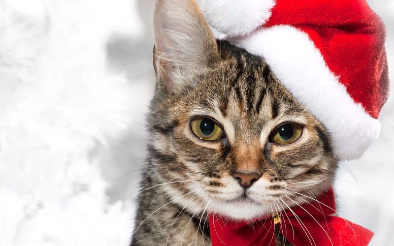 cat in santa hat