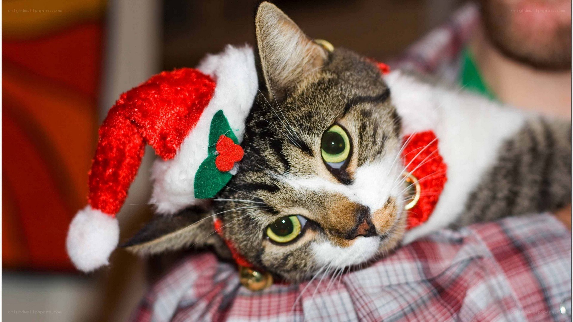 cat in santa hat