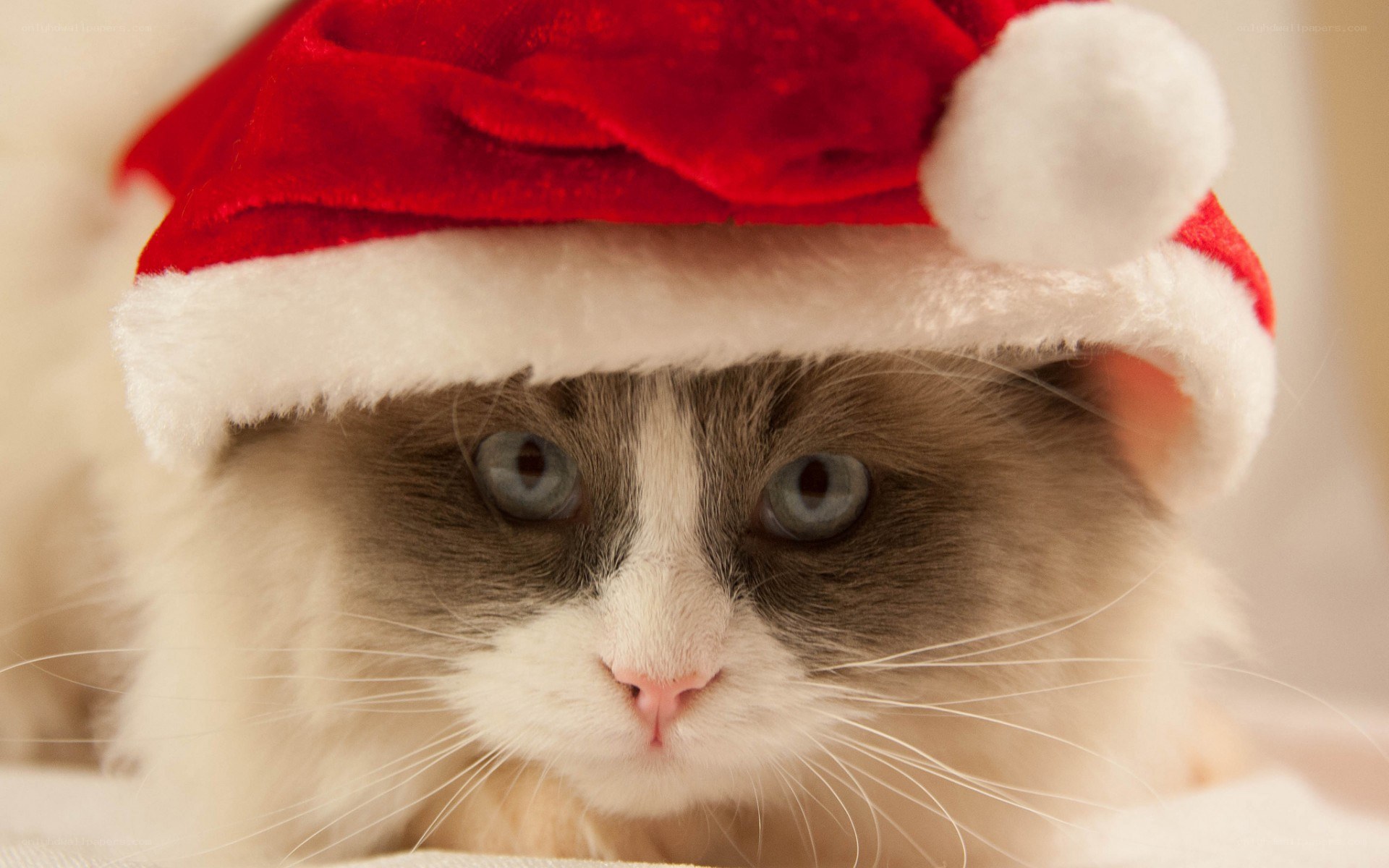 cat in santa hat