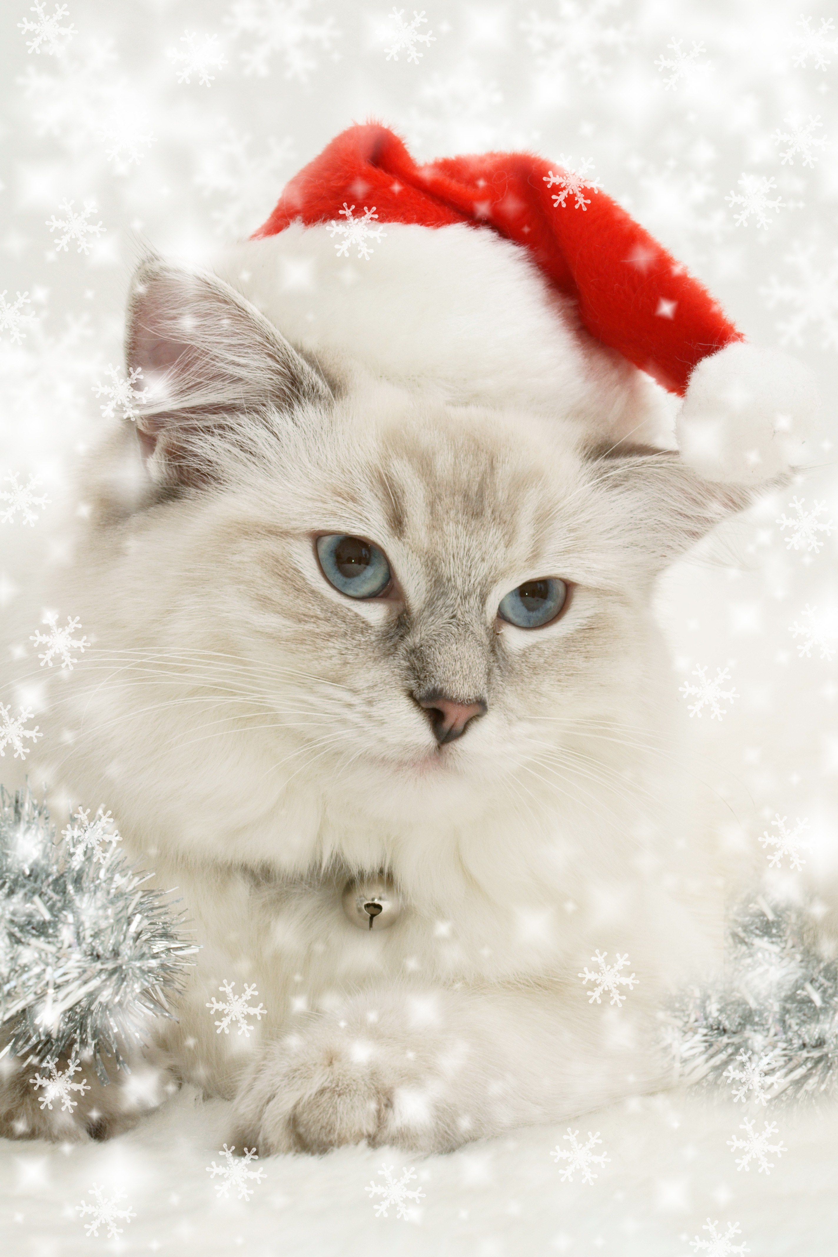 cat in santa hat