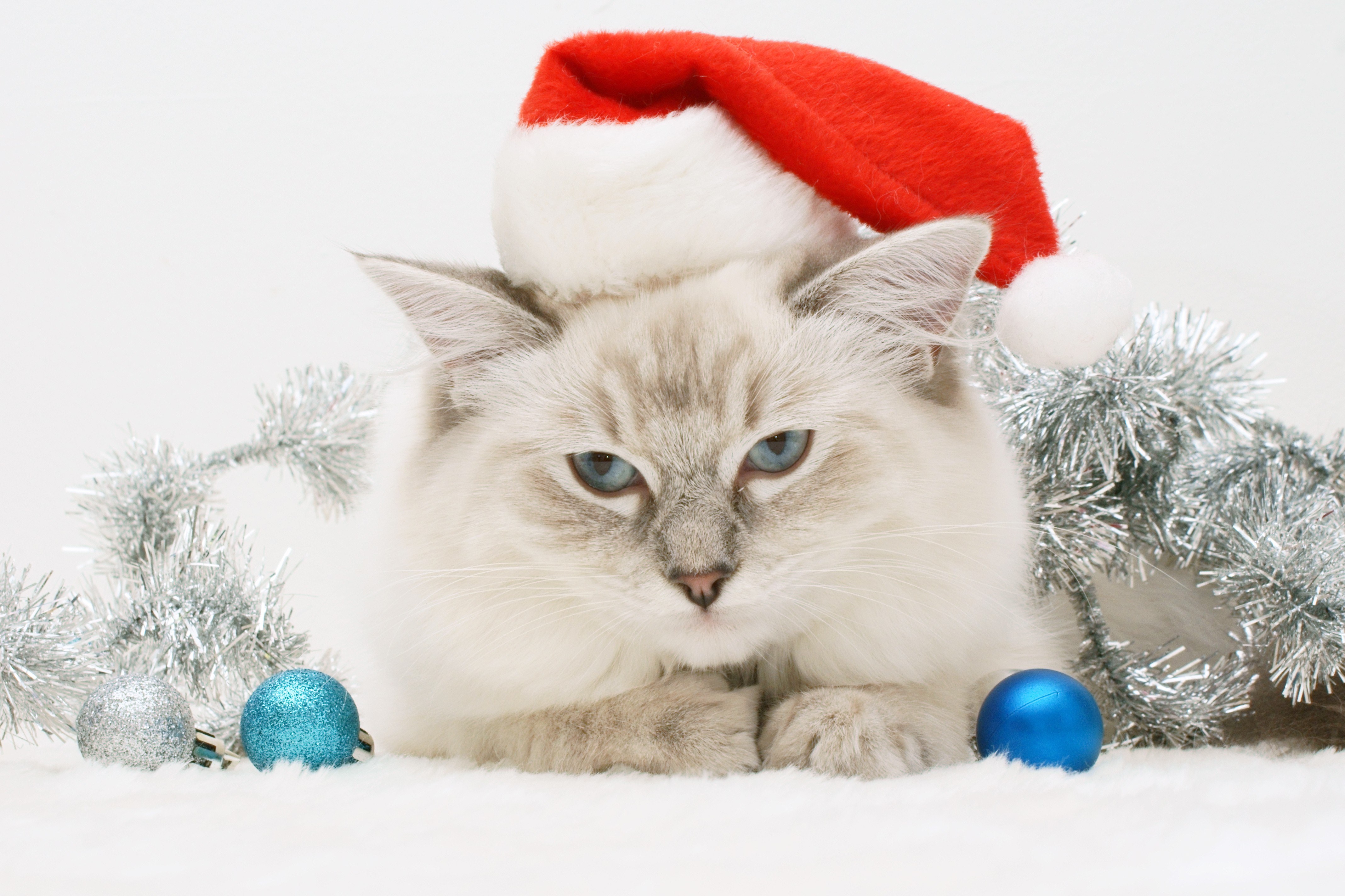 cat in santa hat