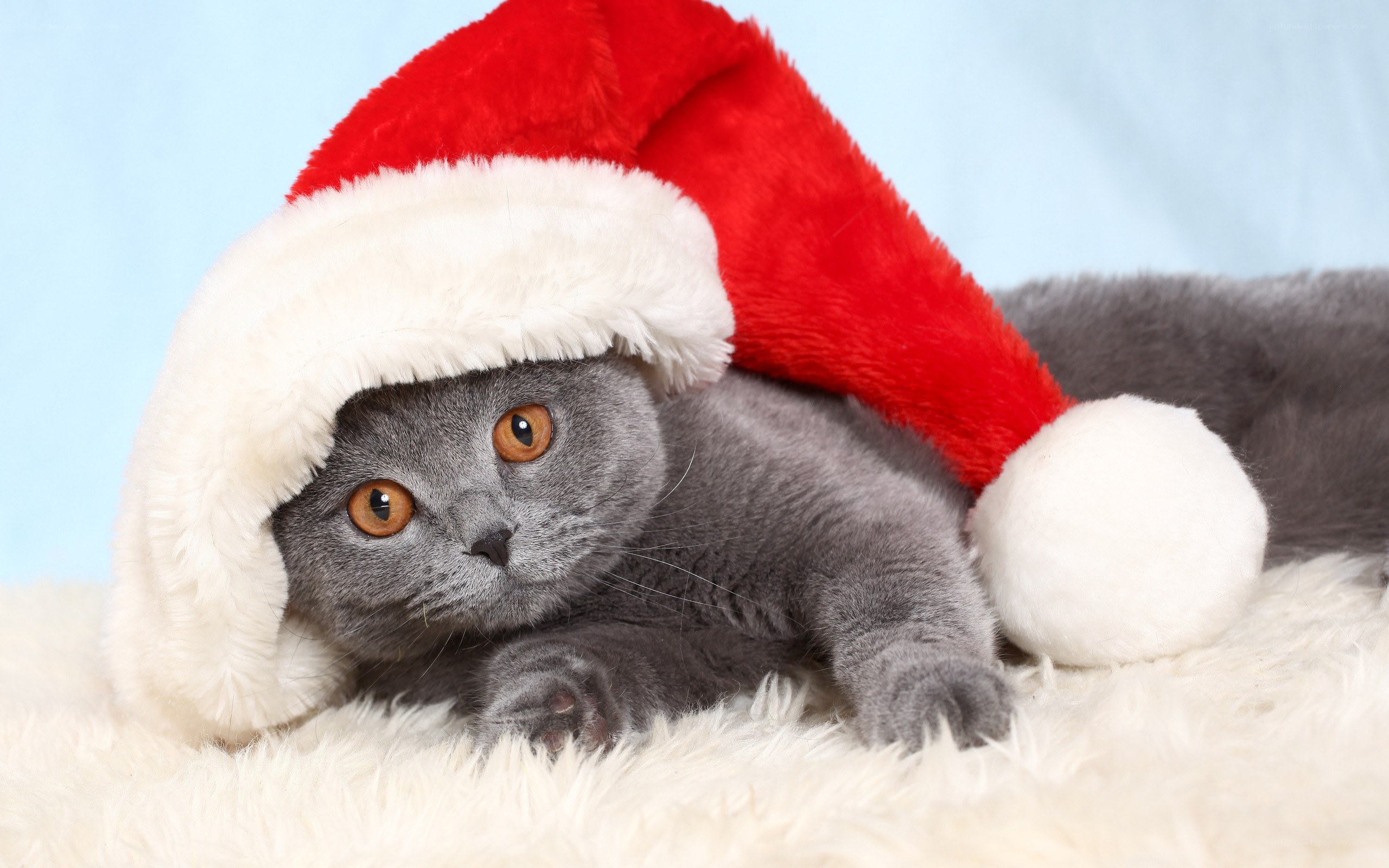 cat in santa hat