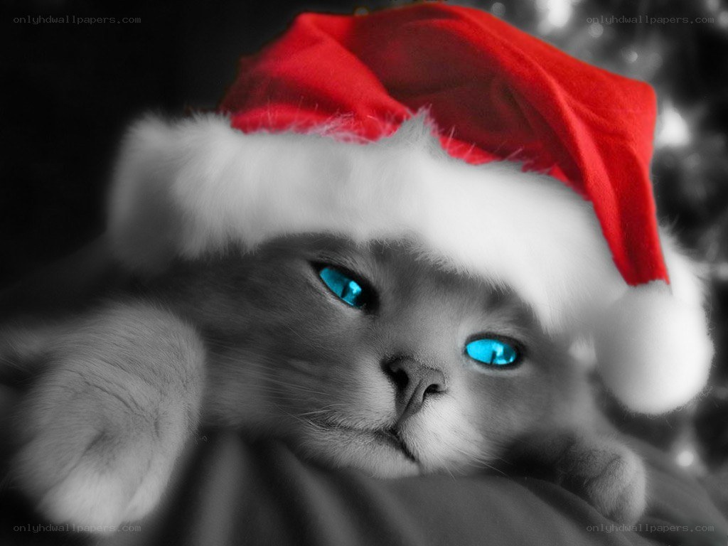 cat in santa hat