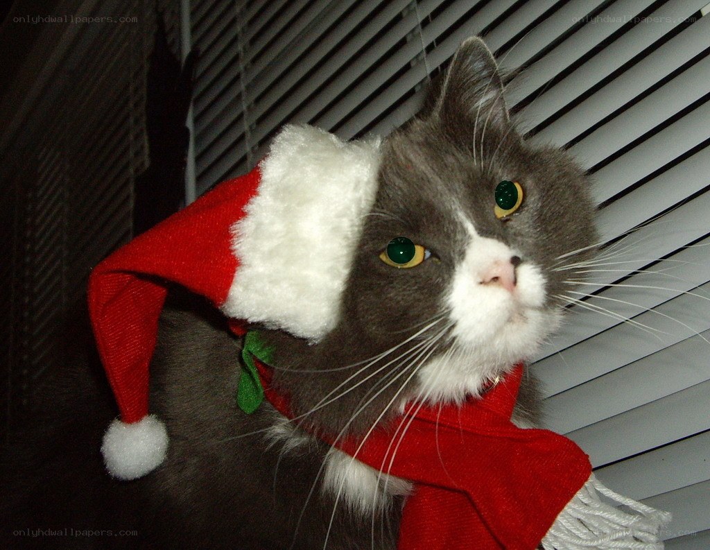 cat in santa hat