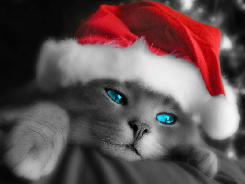 cat in santa hat