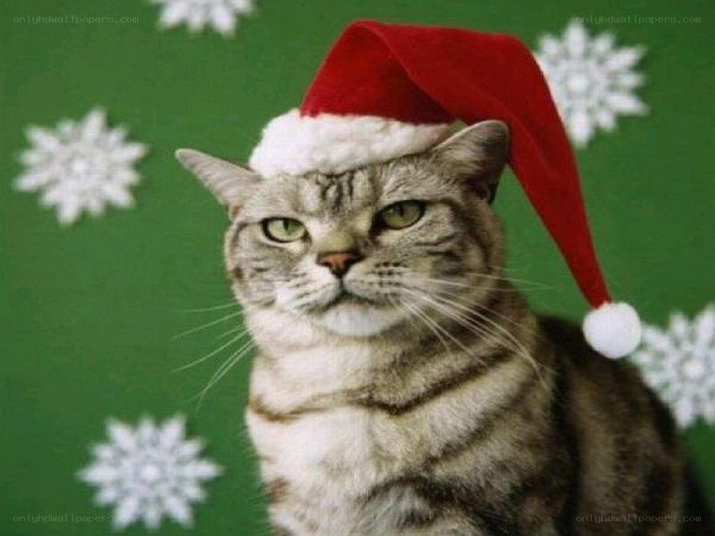 cat in santa hat