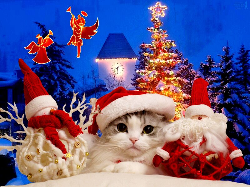 Cat in Santa Hat — Blue