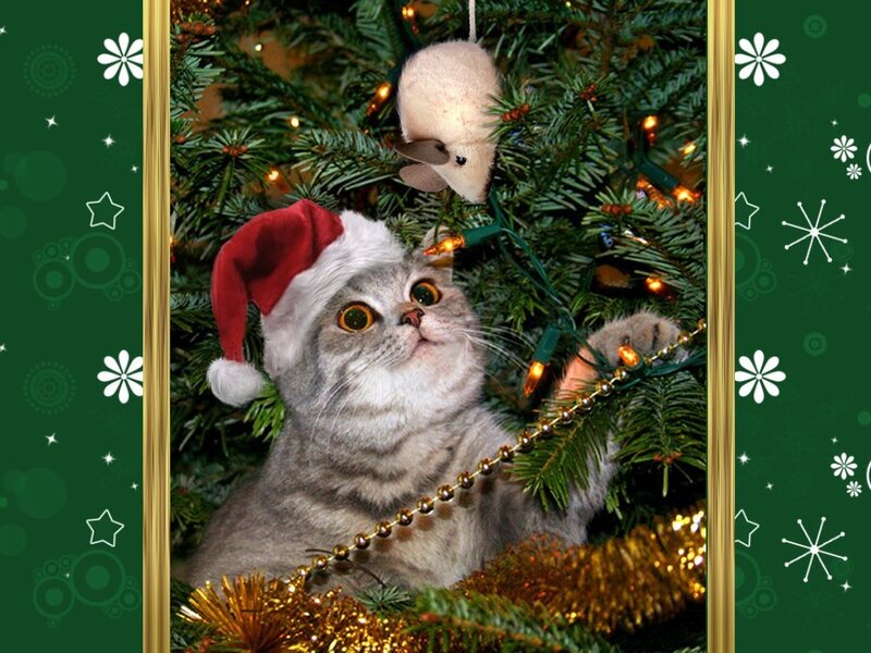 Cat in Santa Hat — Green, Festive
