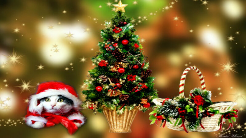 Cat in Santa Hat — Green, Festive, Winter
