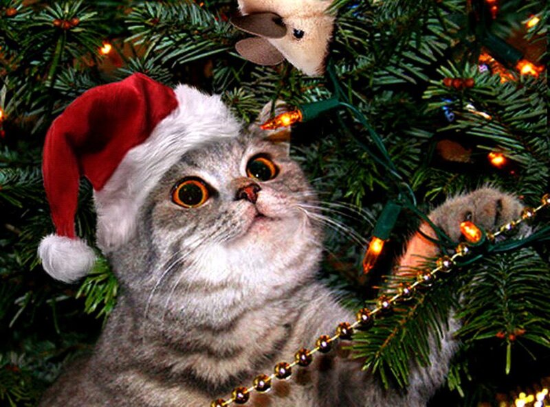 Cat in Santa Hat — Green