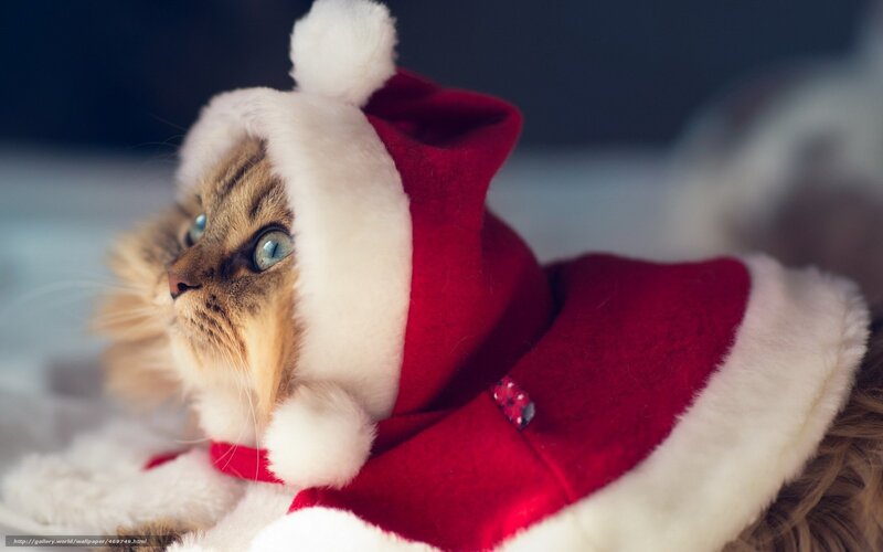 Cat in Santa Hat — Red, Festive, Photograph