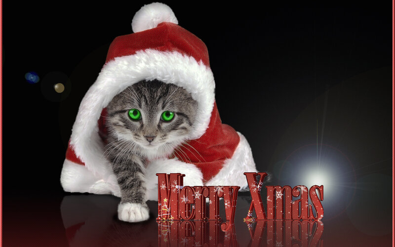 Cat in Santa Hat — Red, Festive
