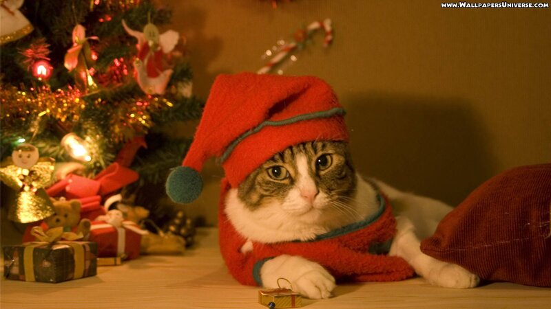 Cat in Santa Hat — Red, Festive, Winter, Photograph, Christmas Tree