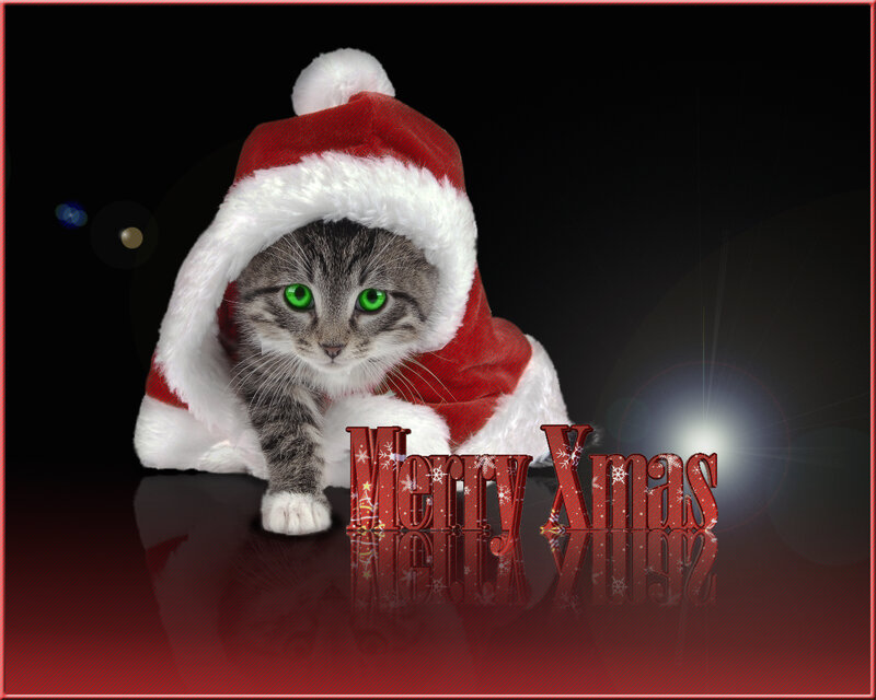 Cat in Santa Hat — Red, Festive, Winter, Photograph, Santa Hat