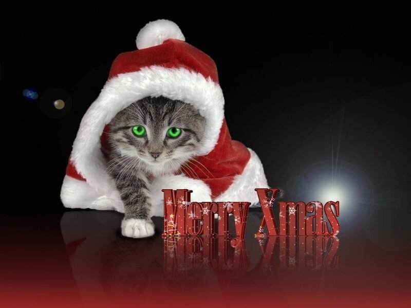 Cat in Santa Hat — Red, Festive, Winter