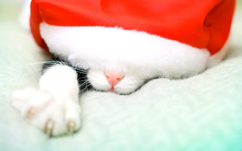 Cat in Santa Hat — Red, Peaceful