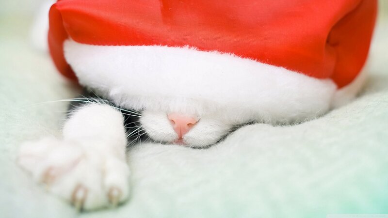 Cat in Santa Hat — Red, Peaceful, Winter, Photograph