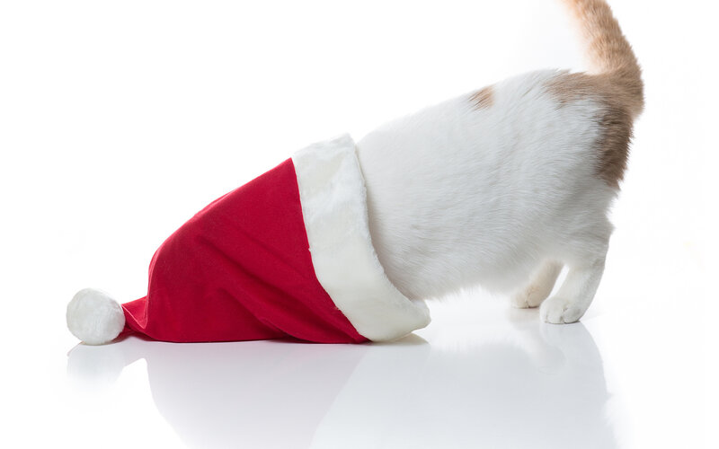 Cat in Santa Hat — Red, Playful, Photograph