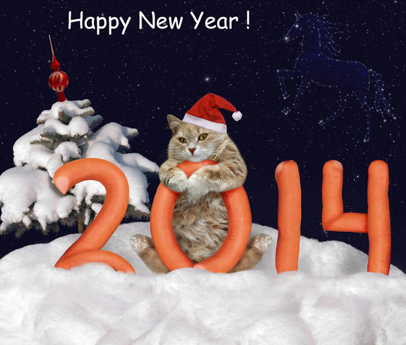 Cat in Santa Hat — White, Festive, Night
