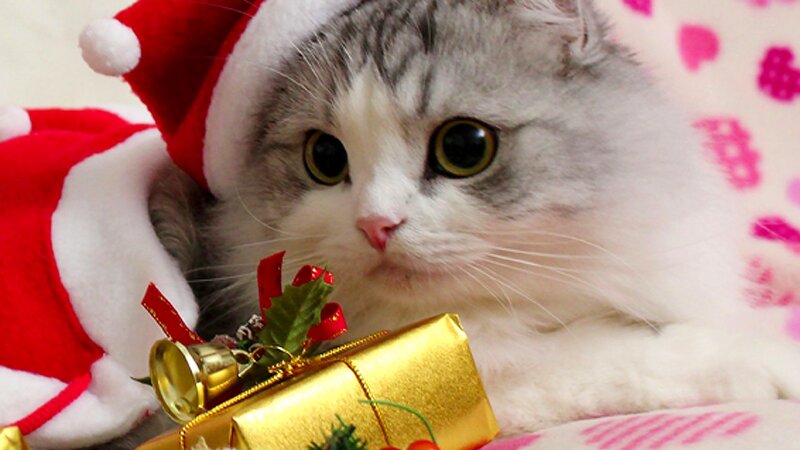 Cat in Santa Hat — White, Festive