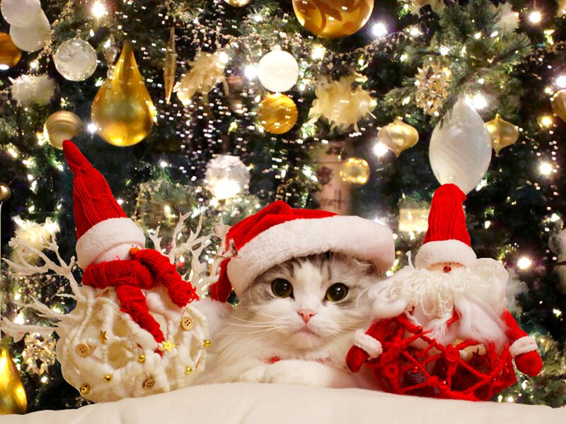 Cat in Santa Hat — White, Festive, Winter, Photograph