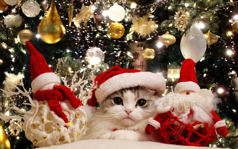 Cat in Santa Hat — White, Festive, Winter