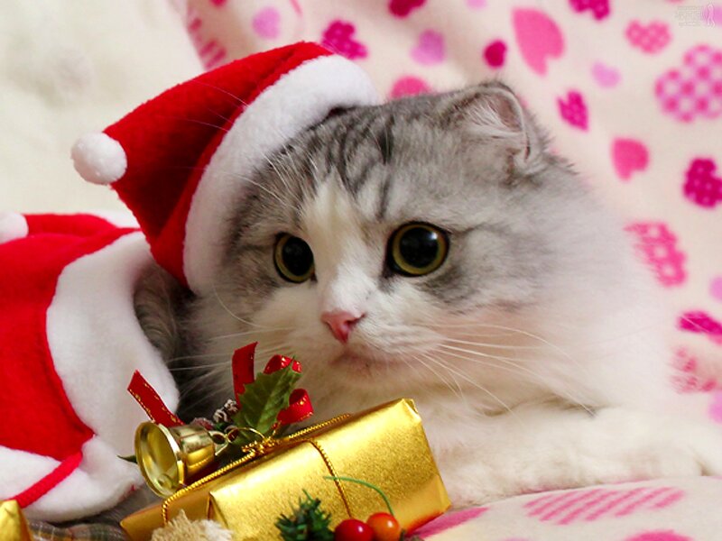 Cat in Santa Hat — White