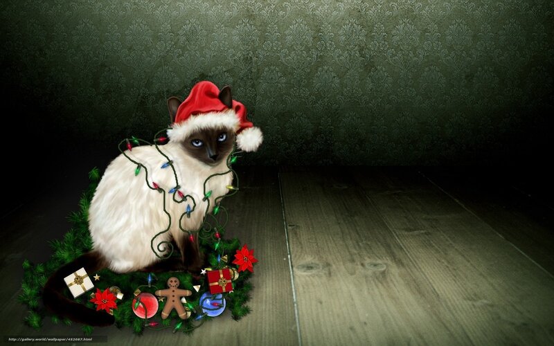 cat in santa hat with lights