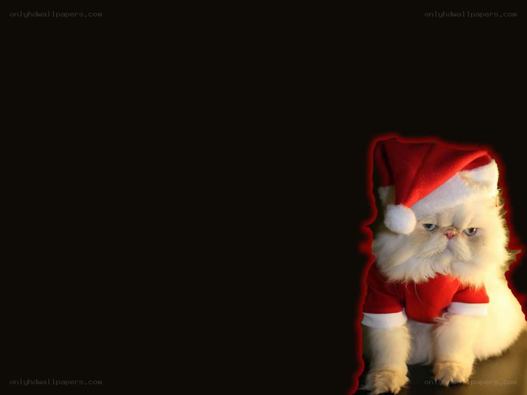 cat in santa outfit