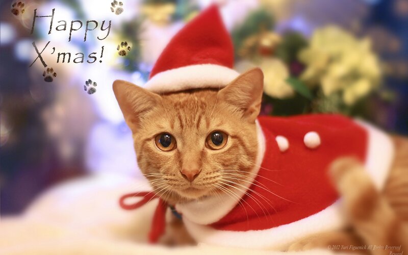Cat in Santa outfit