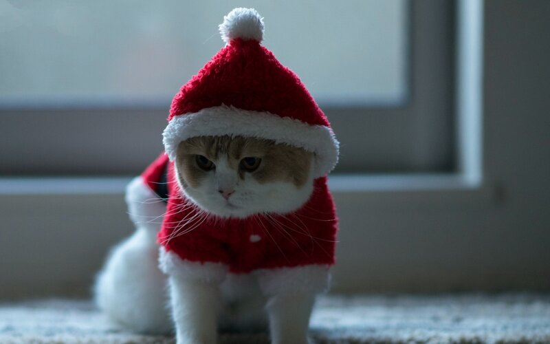 Cat in Santa Outfit — Red, Calm