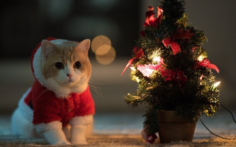 Cat in Santa Outfit — Red, Festive, Night, Photograph