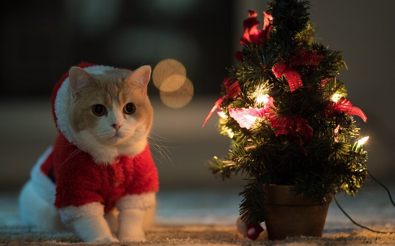 Cat in Santa Outfit — Red, Festive, Night