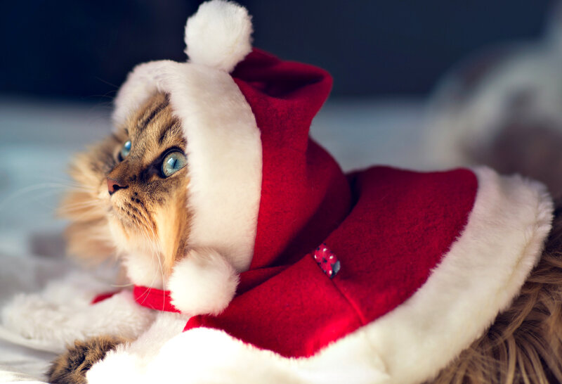 Cat in Santa Outfit — Red, Festive