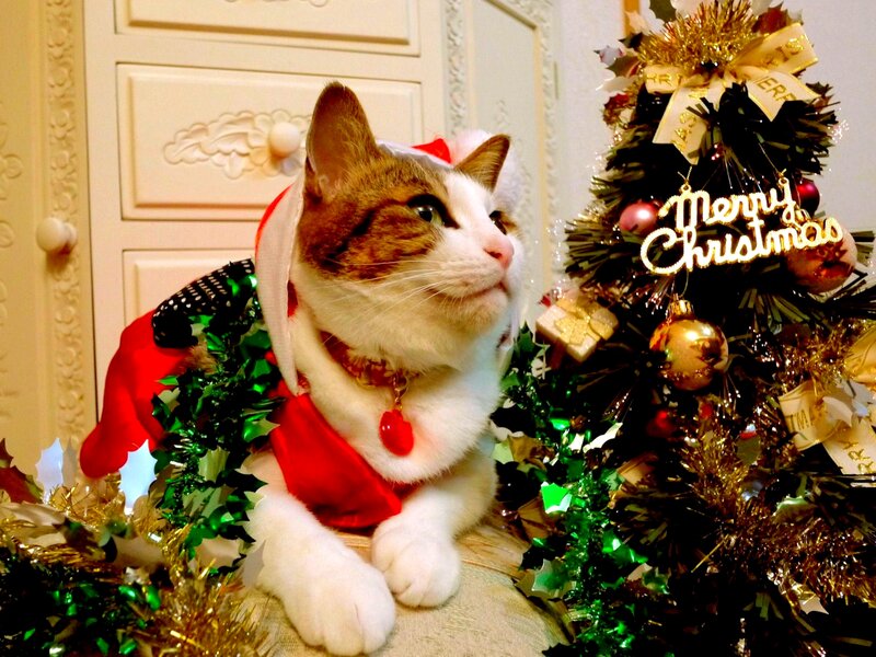 Cat in Santa Outfit — Red, Festive, Winter