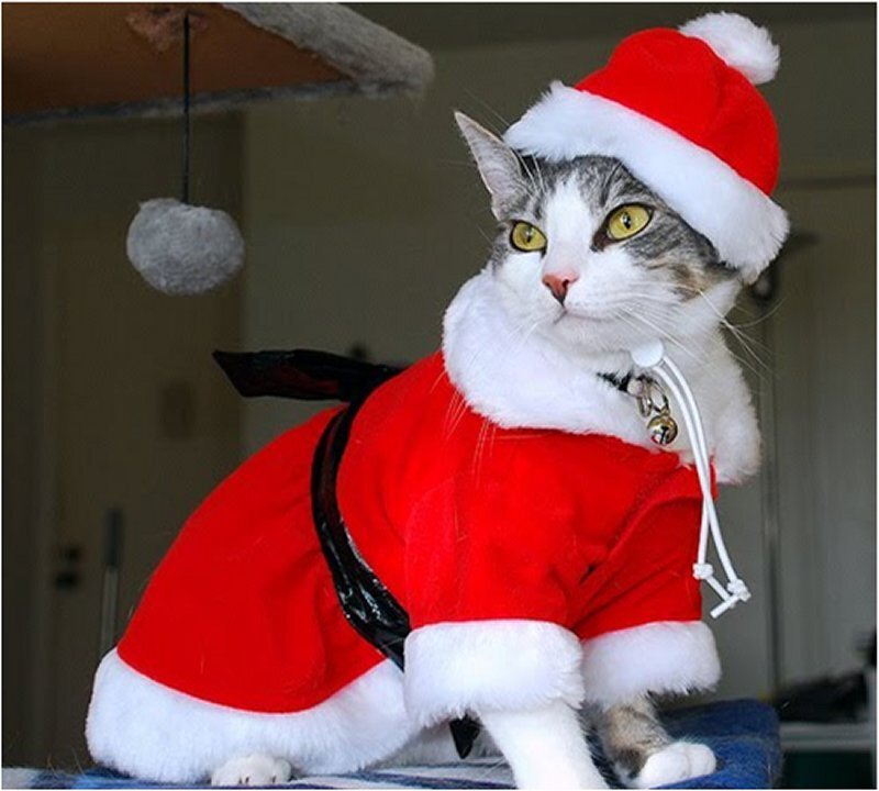 Cat in Santa Outfit — Red