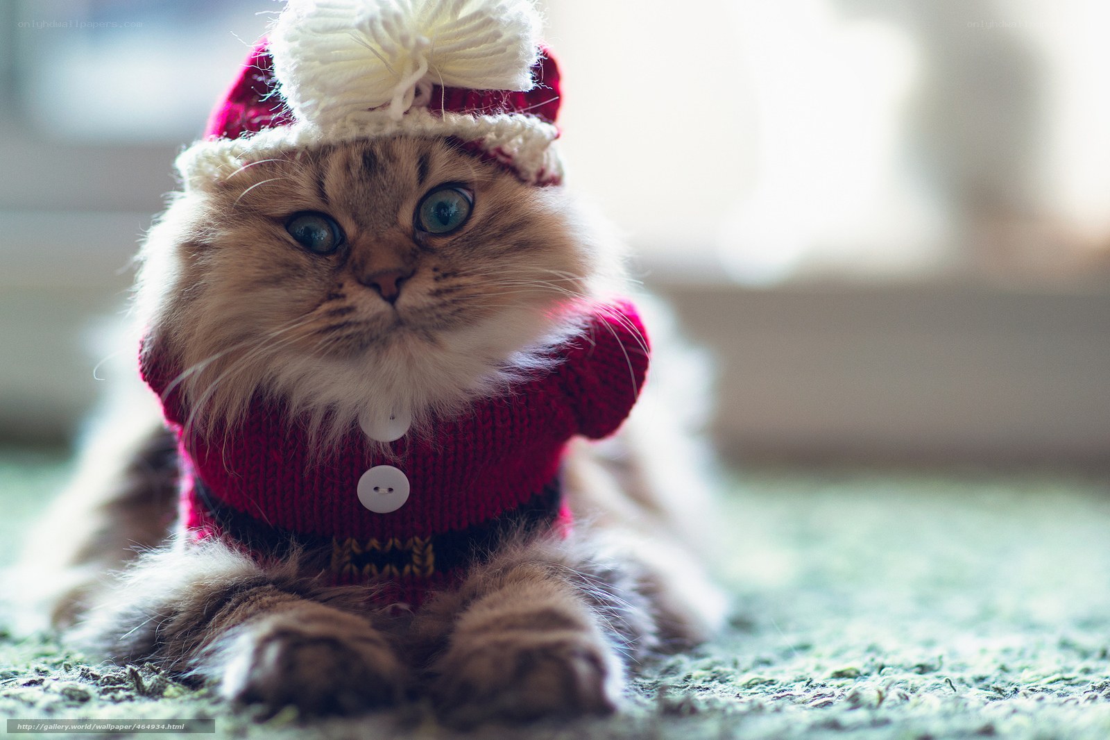 cat in santa outfit