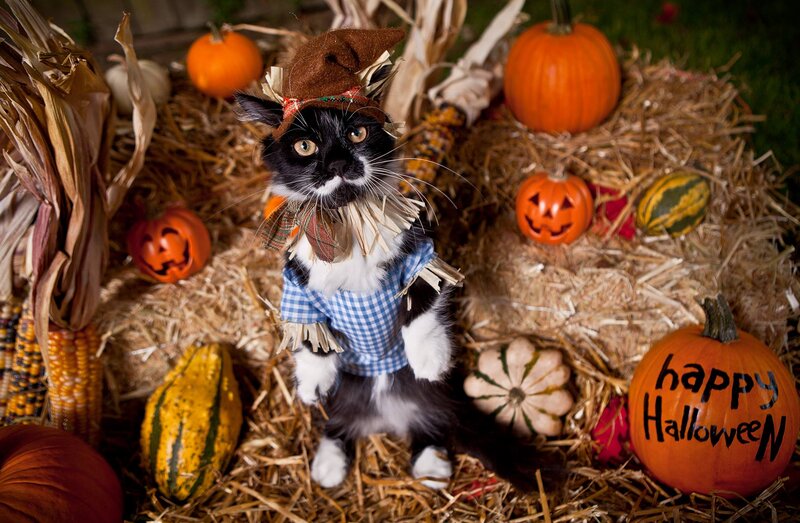 Cat in Scarecrow Costume
