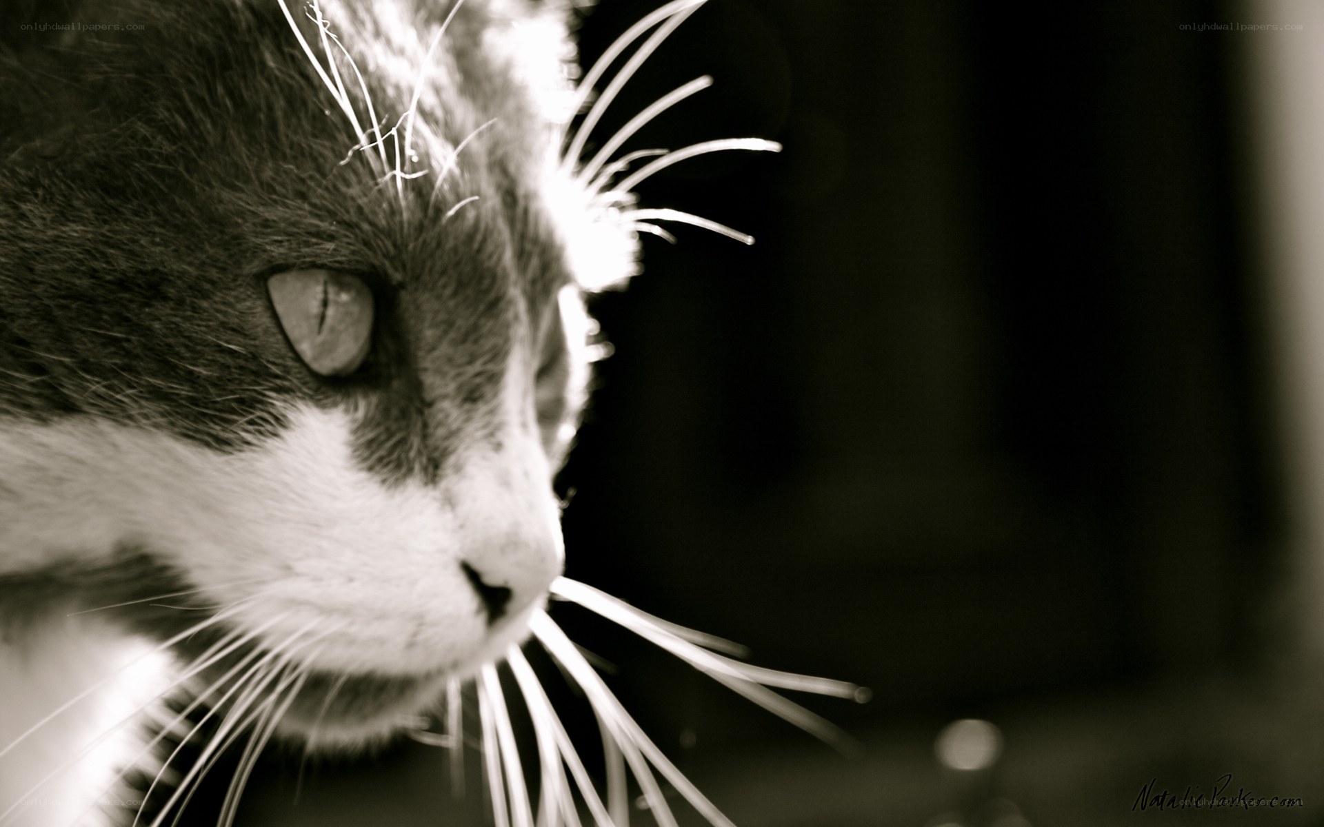 cat in sepia light
