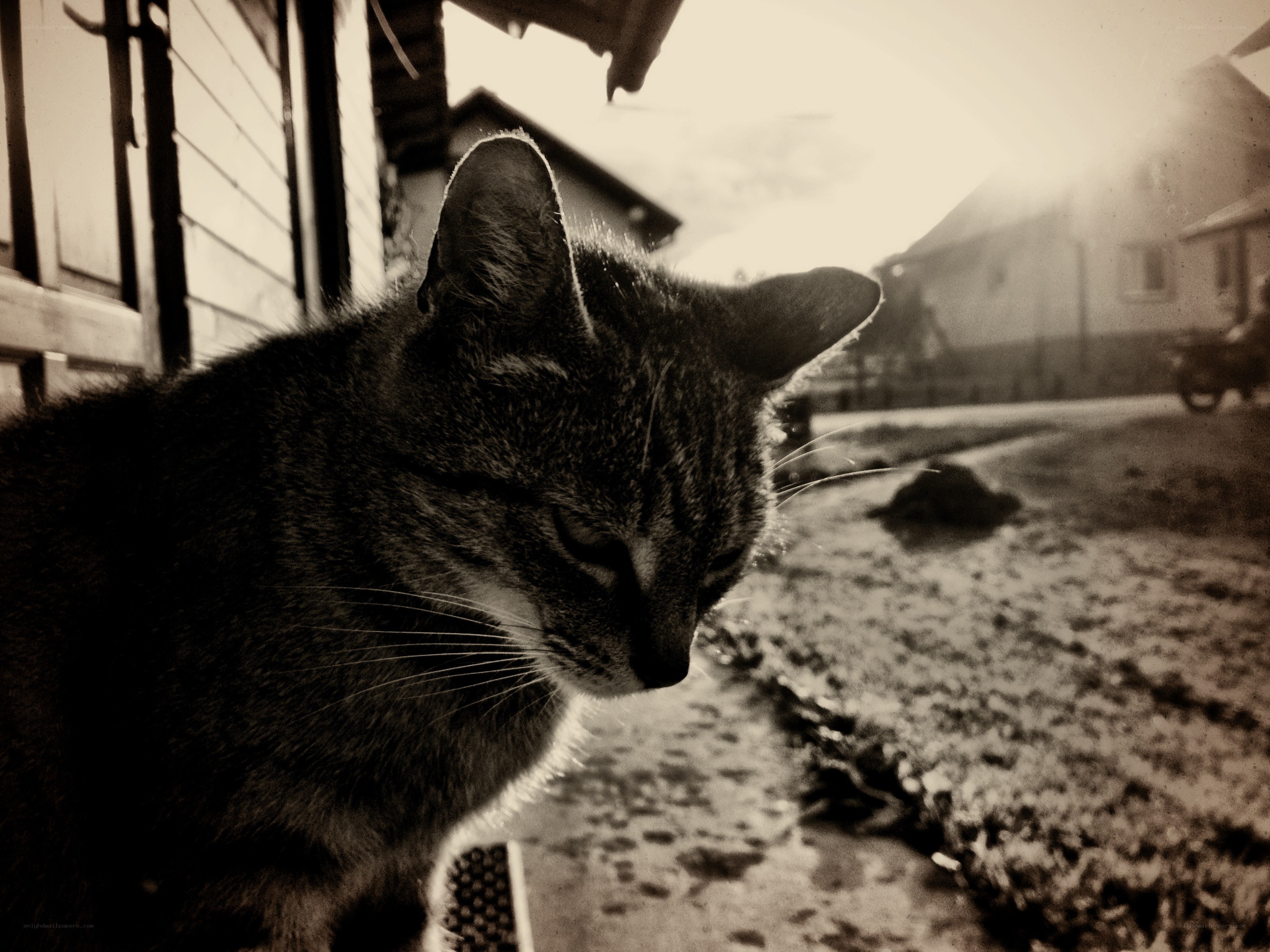 cat in sepia light